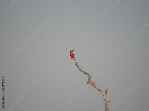 Fotografie Carmine bee eater