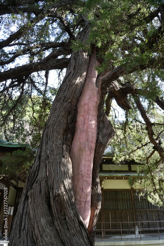 ビャクシンの大木　方丈　円覚寺