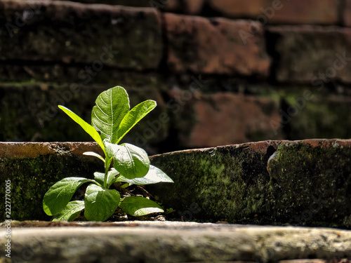 Concept of hope survival growth up, Baby plant Waterkanon trying to grow amidst the crevices of the ancient wall. moss, mossy bricks, mossy bricks, life cycle, eco, organic, spring, summer, closeup