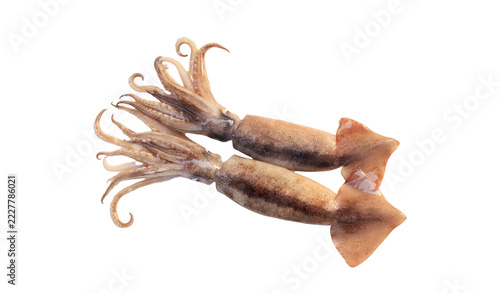 Two fresh raw squids isolated on background. Cutout design element and fresh seafood concept.