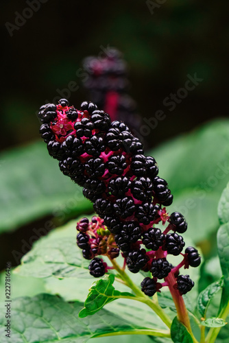 Close-up of ripe pokeweed berries on flowering stem
