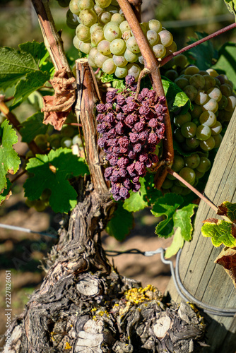 A shrivelled dried purple grape bunch hangs beside green grapes on an old gnarled vine
