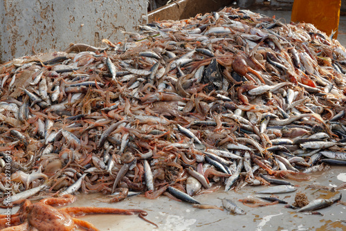 Mixed trawl catch of fish and shellfish on deck
