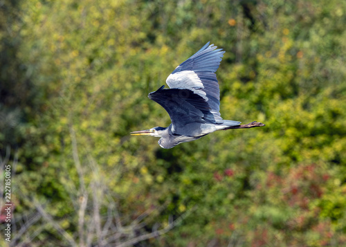 Photography Adult grey heron in flight