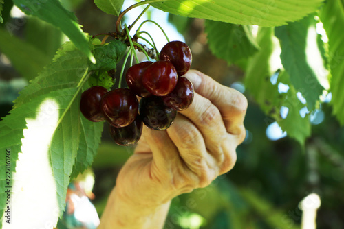 A woman in a bright summer dress picking ripe cherries from a tree in a sunny orchard.