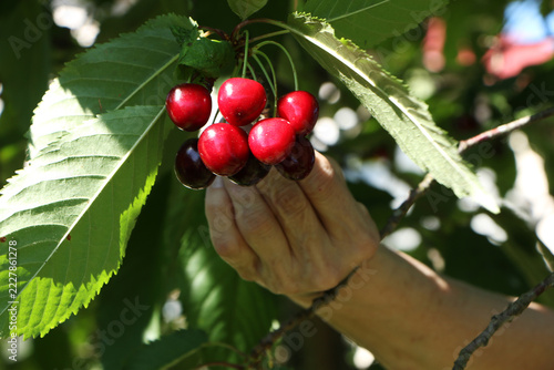 A woman in a bright summer dress picking ripe cherries from a tree in a sunny orchard.