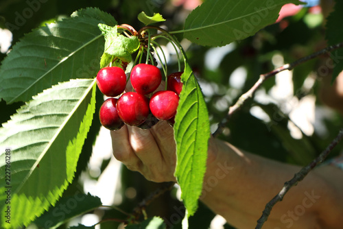 A woman in a bright summer dress picking ripe cherries from a tree in a sunny orchard.