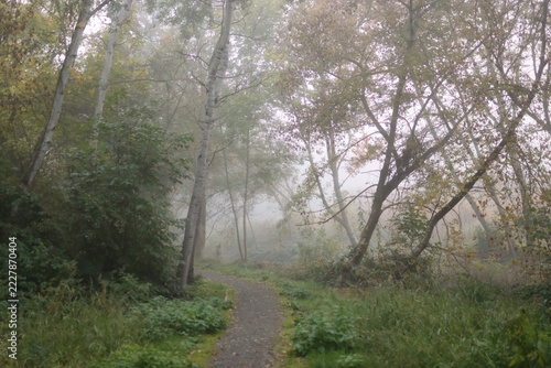A photo of autumn forest. A path leads through it, and there is fog all around.