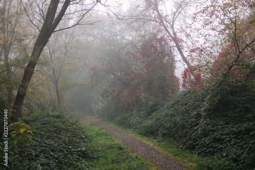 A photo of autumn forest. A path leads through it, and there is fog all around.