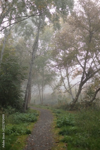 A photo of autumn forest. A path leads through it, and there is fog all around.