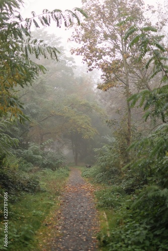 A photo of autumn forest. A path leads through it, and there is fog all around.