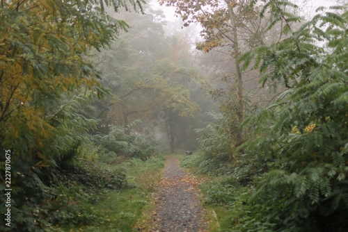 A photo of autumn forest. A path leads through it, and there is fog all around.