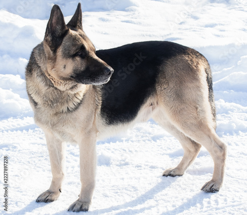 Obraz na plátně An East European Shepherd stands on guard on a snow-trodden path.