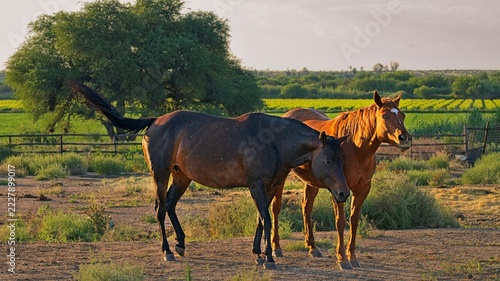 Besties. A pair of horses keep each other company whilst contending with a swarm of mosquitos.. 