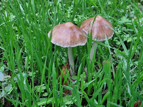 Mushrooms growing in the green grass, close-up.