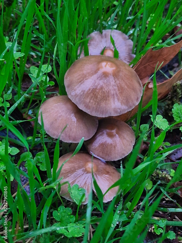 Mushrooms growing in the green grass, close-up.
