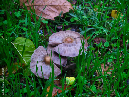 Mushrooms growing in the green grass, close-up.