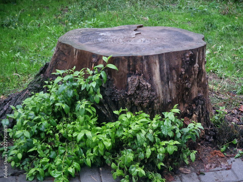 Stump in the garden on a background of green grass and plants