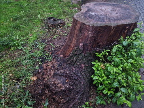 Stump in the garden on a background of green grass and plants