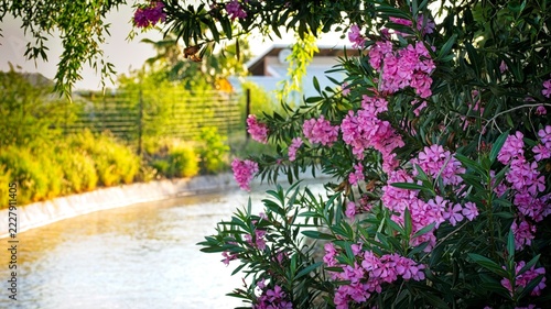 irrigation channel  framed by an oleander on Jooste Island.