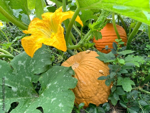 A mature pumpkin and a huge pumpkin flower.
