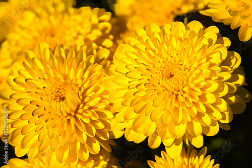 Close up of a beautiful yellow chrysanthemum.