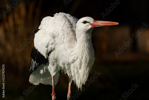 Close-up of a stork. Feather detail, sharp beak. Nature shot.