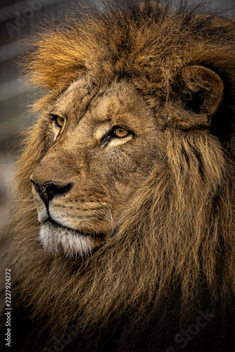 Close-up of a lion face, highlighting the mane and intense gaze. Symbol of power and majesty.