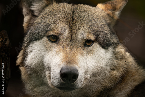 Majestic gray wolf standing in its natural habitat, looking alert. Captures the essence of wilderness and untamed nature.