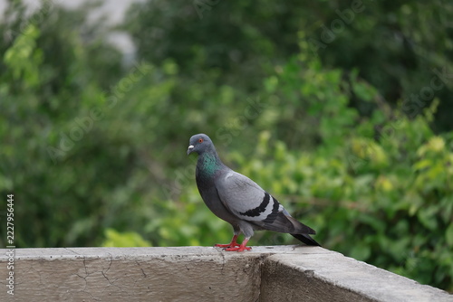 Rock pigeon standing on concrete ledge with green blurry background