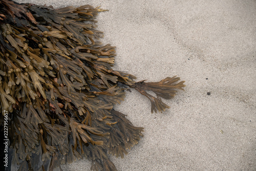 seaweed on the beach