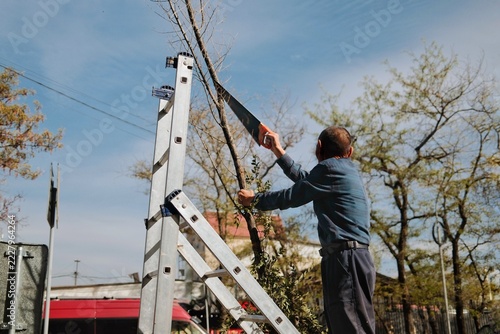 A worker reaches upward with a hand saw to cut a tree branch while standing beside a ladder in an outdoor urban setting. 