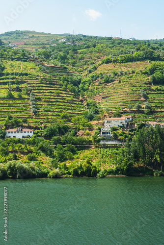 Scenic Terraced Vineyards In Douro Valley Portugal
