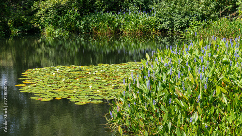 Dell Pond on the University of Virginia campus with lily pads with white flowers and pickerelweed (Pontederia cordata)