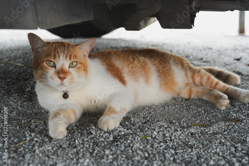 An orange-and-white tabby cat lies relaxed on gravel under a vehicle, green eyes fixed calmly on the camera.