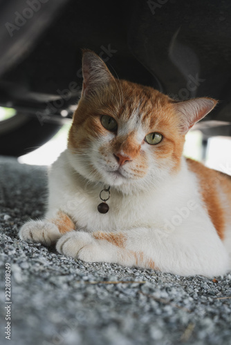 An orange-and-white tabby cat lies relaxed on gravel under a vehicle, green eyes fixed calmly on the camera.
