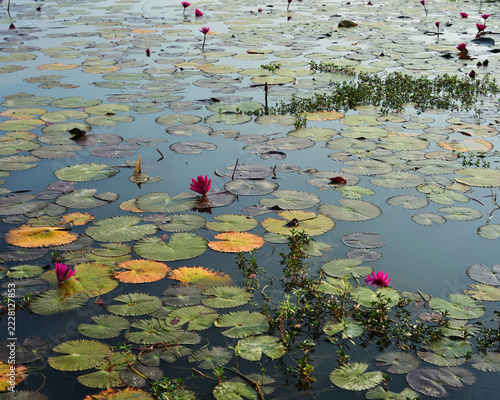 Pink water lilies blooming in a tranquil pond with natural water reflections