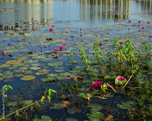 Pink water lilies blooming in a tranquil pond with natural water reflections