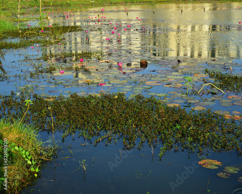 Pink water lilies blooming in a tranquil pond with natural water reflections