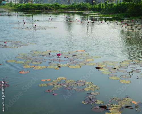 Pink water lilies blooming in a tranquil pond with natural water reflections
