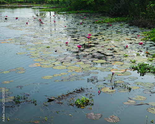 Pink water lilies blooming in a tranquil pond with natural water reflections