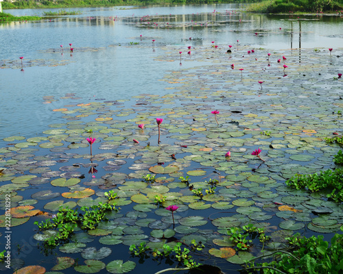 Pink water lilies blooming in a tranquil pond with natural water reflections
