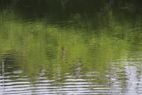 The surface of the lake with the shadows of the trees looks abstract