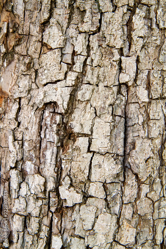 Close-up full frame view of cracked tree bark texture. Natural wooden background with old dry rough surface for design, environment, and nature concepts.