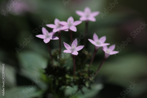 Clusters of pink star shaped flowers on dark green background