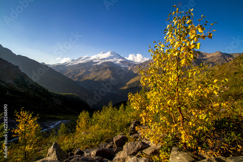 Golden autumn leaves frame a snow capped mountain peak