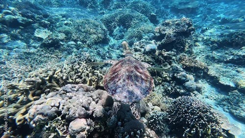 Green Sea Turtle swimming through the blue tropical waters of Lombok, Indonesia, above the coral reef