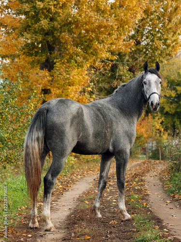 Thoroughbred race horse in nature autumn background