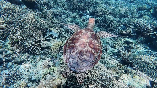 Green Sea Turtle swimming through the blue tropical waters of Lombok, Indonesia, above the coral reef