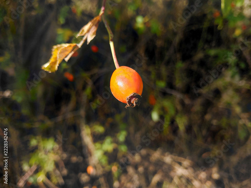 Close-up of ripe wild rose hip (Rosa canina) on branch in autumn nature.